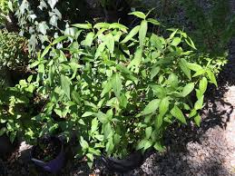 Vietnamesischer Koriander Persicaria Odoratum Vietnamesischer Koriander Koriander Vietnamesisch