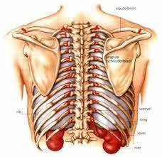 Everything you need to know about costochondritis. Costochondritis Chiropractor Nyc East Village Gramercy Park