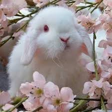Happy Easter Cute Animals Animals Baby Bunnies
