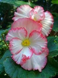 It S A Beautiful World White Picotee Begonia Flower Seeds Bonsai Flower Flowers
