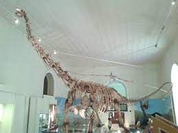 It is known from the maastrichtian (upper cretaceous) lameta formation of india and possibly also the maastrichtian (upper cretaceous) marília formation of argentina. Titanosaurus Simple English Wikipedia The Free Encyclopedia