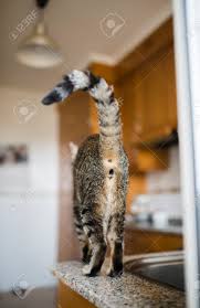 Neutered Male Cat Seen From Behind At Home Stock Photo Picture And Royalty Free Image Image 45570923 Neutering a cat reduces or eliminates the urge to spray, and if they do, the scent. neutered male cat seen from behind at home