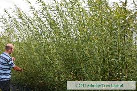 The fedge (living willow hedge) was planted s an aesthetic experiment and also for more water removal. Q83 Super Hybrid Willow Hedging Ashridge Nurseries
