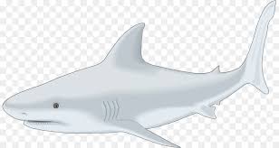 A collection of images consisting of the oceans most magnificent and misunderstood creatures. Great White Shark Background Png Download 883 480 Free Transparent Tiger Shark Png Download Cleanpng Kisspng