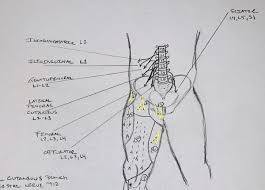 Image result for Obturator Nerve Compression