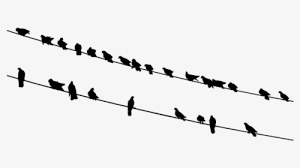 Birds Silhouette Png Images Transparent Birds Silhouette Image Download Pngitem 1,712 free images of bird silhouette. birds silhouette png images