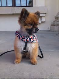 German spitzes are the oldest breeds of dog in central europe. Free Images Sweet Puppy Animal Cute Pet Fluffy Pom Pom Playful Pets Race Vertebrate Soft Dog Breed Pomeranian Small Dogs Small Dog Dog Like Mammal Carnivoran Dog Breed Group German Spitz