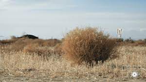 Check spelling or type a new query. Why Do Tumbleweeds Tumble Kqed