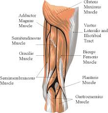 2, vastus medialis & intermedius muscles. Thigh Anatomy