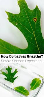 Goldstein 11 years old sixth grade found answer while studying for science fair. How Do Plants Breathe Activity For Kids Little Bins For Little Hands