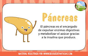 Organo Pancreas Organos Del Cuerpo Humano Cuerpo Humano Para Ninos Cuerpo Humano