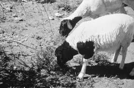 Image result for Geigeria burkei