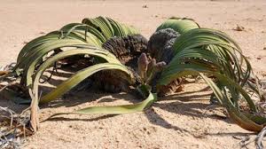 Image result for Gnetum