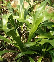 Image result for Chlorophytum zingiberastrum
