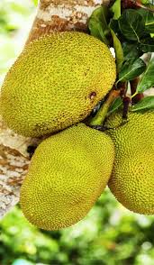 Jackfruit, evergreen tree native to tropical asia and widely grown throughout the wetland tropics for its large fruits and durable wood. Jackfruit Tree Grafted