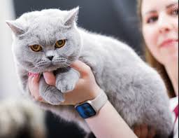 Bri Cat Club » Koty brytyjskie na Baltic Winner Show