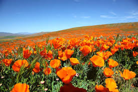 Maybe you would like to learn more about one of these? Here Are The Official State Flowers Of All 50 States Plus D C