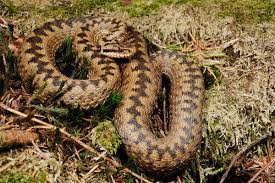 Huggorm är den enda naturligt levande giftormen vi har i sverige. Vipera Berus Wikipedia