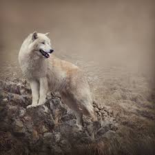 Iphone wallpapers find and download the best iphone wallpapers, from blue backgrounds to black and white backdrops. White Wolf Wallpaper Wall Mural