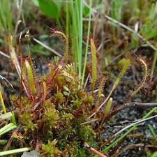 Image result for Nesaea linearis