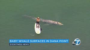 Dana point motels dana point campgrounds dana point beach hotels dana point spa resorts dana point luxury hotels romantic hotels in dana dave's dana point dolphin & whale watching safari the hide drogher poche beach westwind sailing doris walker overlook heritage park dana. Baby Gray Whale Spotted At Baby Beach In Dana Point Abc7 Los Angeles