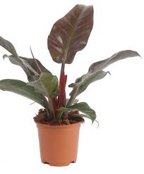 Philodendron Imperial Red Philodendron Plants Indoor Plants