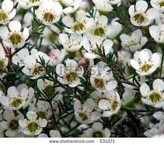 White Geraldton Wax Flowers Stock Photo 531071 Shutterstock White Wax Flower Wax Flowers Flowers