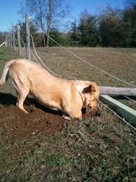 We did not find results for: How To Stop Your Dog From Digging Under The Garden Fence