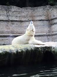 15 Erste Dates In Munchen Munchen Tierpark Hellabrunn Eisbar