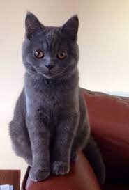 Enzo 5 Month British Shorthair British Blue Kitten Blue Kitten Cat Friends