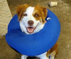 Match made on care.com every 3 minutes, so find your perfect pet care provider today. Pet Doctor 14 Photos 49 Reviews Veterinarians 11419 Bridgeport Way Sw Lakewood Wa Phone Number
