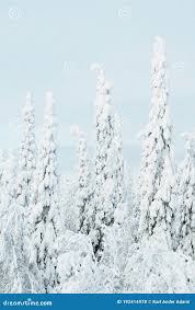 在芬兰北部库萨莫附近，konttainen的寒冬仙境中，雪覆盖的云杉林库存照片- 图片包括有泰加, 自然: 192414978