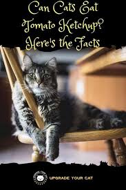 They are fine in limited amounts and you'll see it in some cat foods. Can Cats Eat Ketchup Safety Precautions Upgrade Your Cat