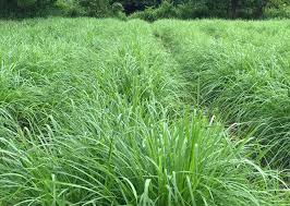 Image result for Paspalum plicatulum