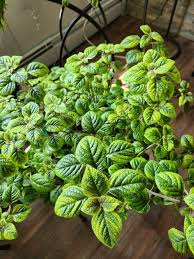 Image result for Plectranthus