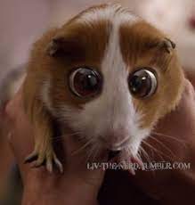 Guinea pig out of bedtime stories. Bedtime Stories Guinea Pig Off 54 Www Usushimd Com