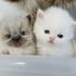 newborn persian kitten first steps - Lucy