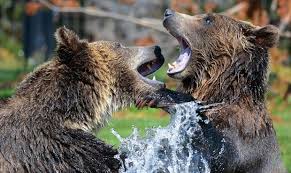 It's tough to see that changing tonight, but that does not diminish what the grizzlies and their young core have shown over the last few weeks and. Conservation Group Proposes Bringing Grizzly Bears Back Into Arizona