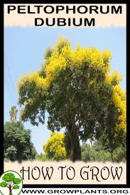 Image result for Peltophorum dubium