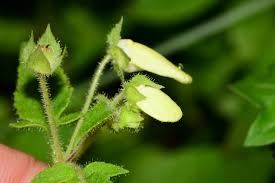 Image result for Calceolaria tripartita