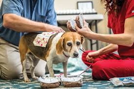 Comprehensive list of florida based veterinary clinics and animal hospitals offering advanced medical diagnostics or pet treatment. The Pet Guide A Natural Approach