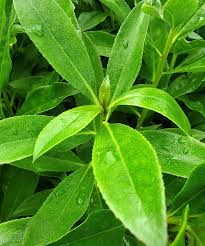 Image result for Myoporum laetum