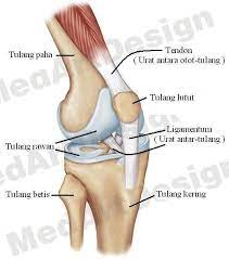Sakit Lutut Asam Urat Atau Rematik Atau Apa Kompasiana Com