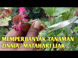Entahlah, mungkin juga masih satu genus. Memperbanyak Tanaman Bunga Zinnia Bunga Matahari Liar Youtube