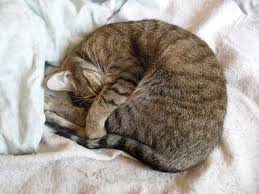 I let my cat in from outside when i was fixing to go to bed. Cat That Salivates A Lot At Night Why Does My Cat Drool When He Sleeps