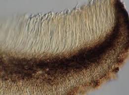 Image result for Scleria melanotricha