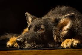 Antibiotics may be prescribed to treat pneumonia. Fungal Pneumonia In Dogs Causes Symptoms Treatment Flat Rock Emergency Vet Western Carolina Regional Animal Hospital Veterinary Emergency Hospital