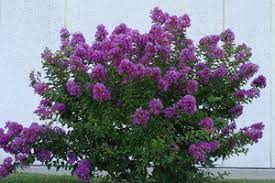 Sudden frosts following warm, humid fall weather often freeze. Crepe Myrtle Summer Survivor Dave S Garden
