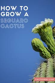 Replacing broken parts of plants can be done, if done immediately after the break occurs, but the join somtimes needs 'splinting' and definitely needs taping; How To Grow A Seguaro Cactus Cactus Saguaro Cactus Cactus Facts