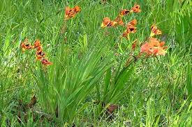 Image result for Sparaxis